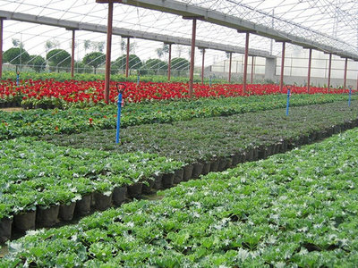 無土栽培育苗專用基質 讓水果種植更高效、更健康